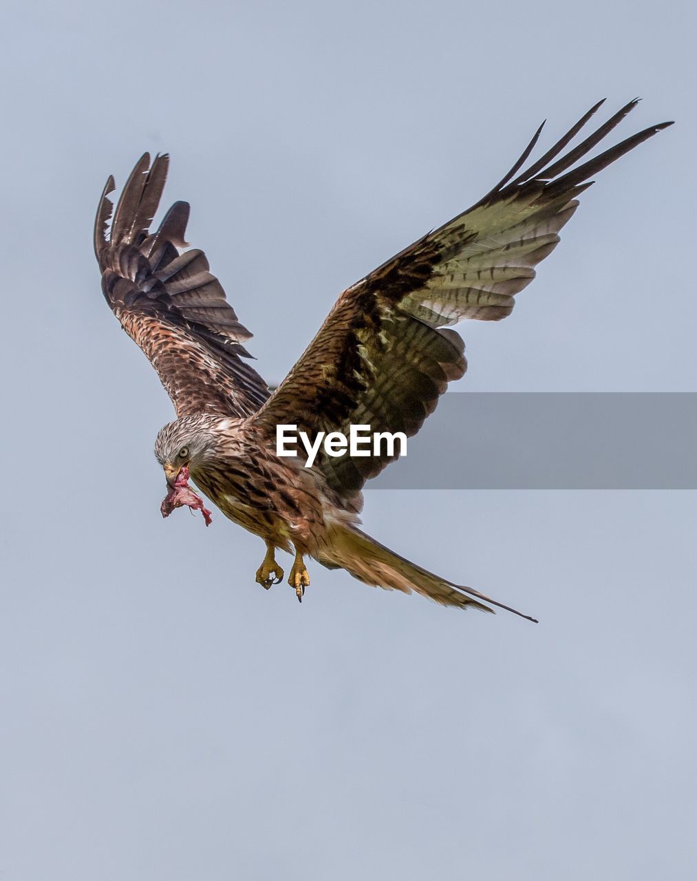 Low angle view of red kite flying in clear sky