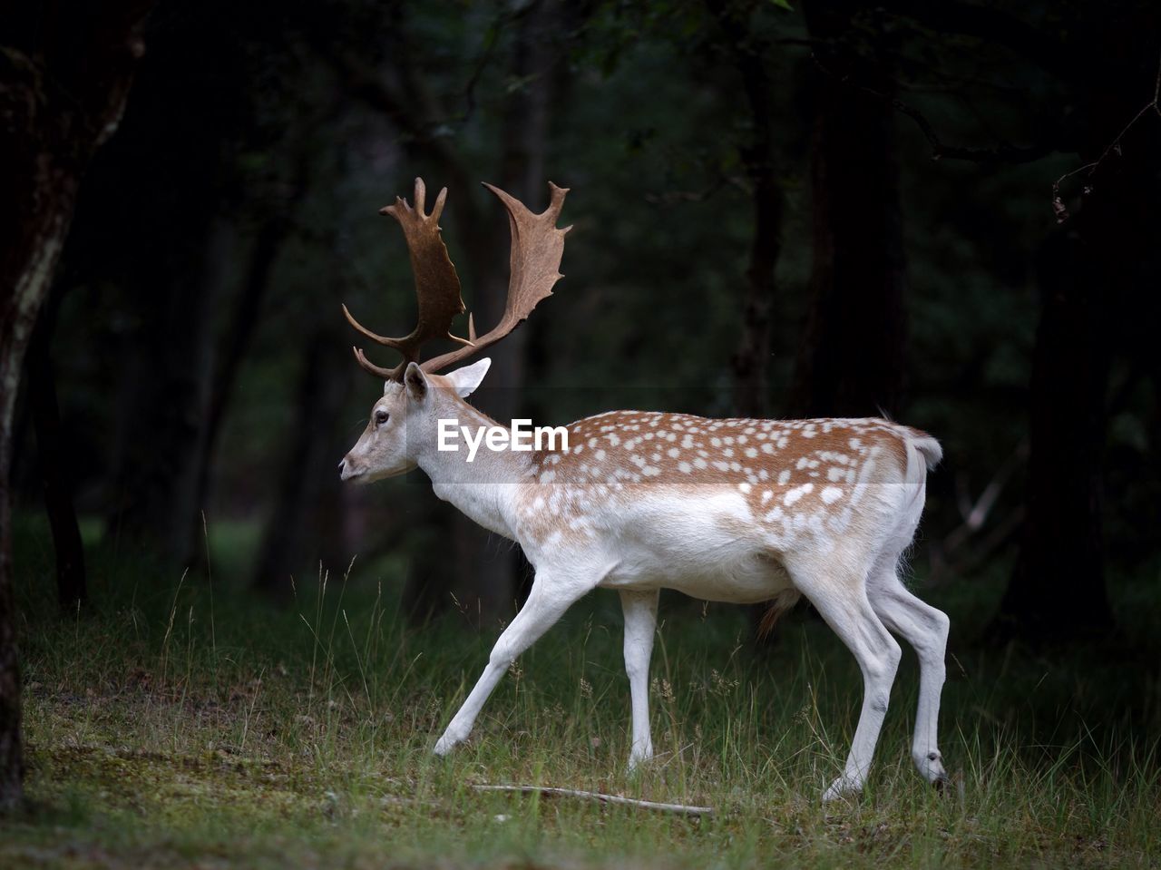 Deer walking on grassy field