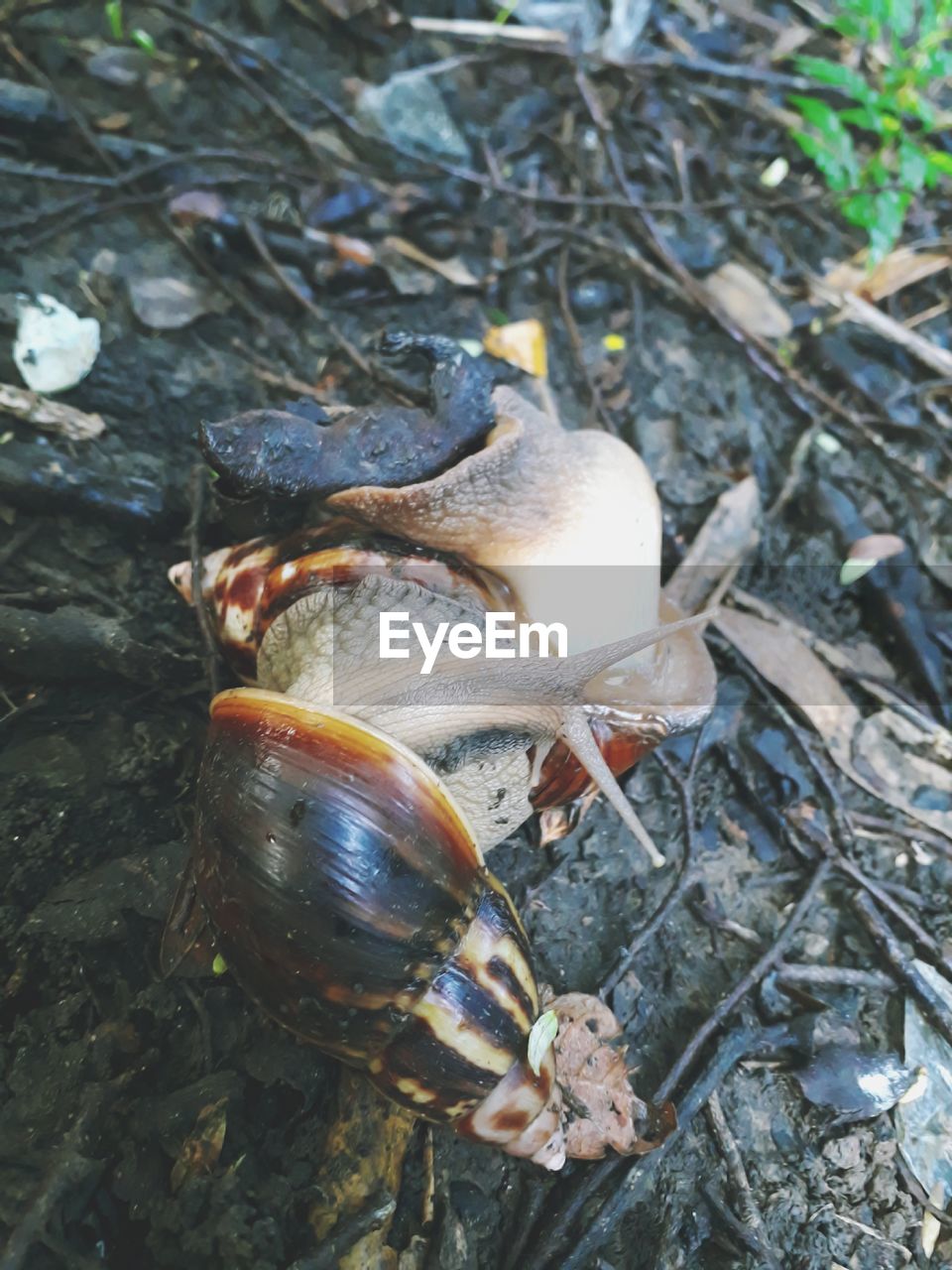 High angle view of shell on rock