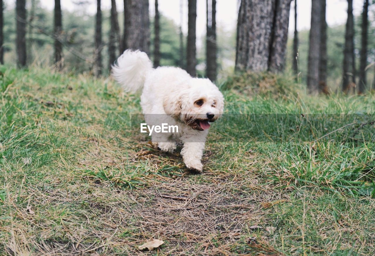 Dog walking on grassy field in forest