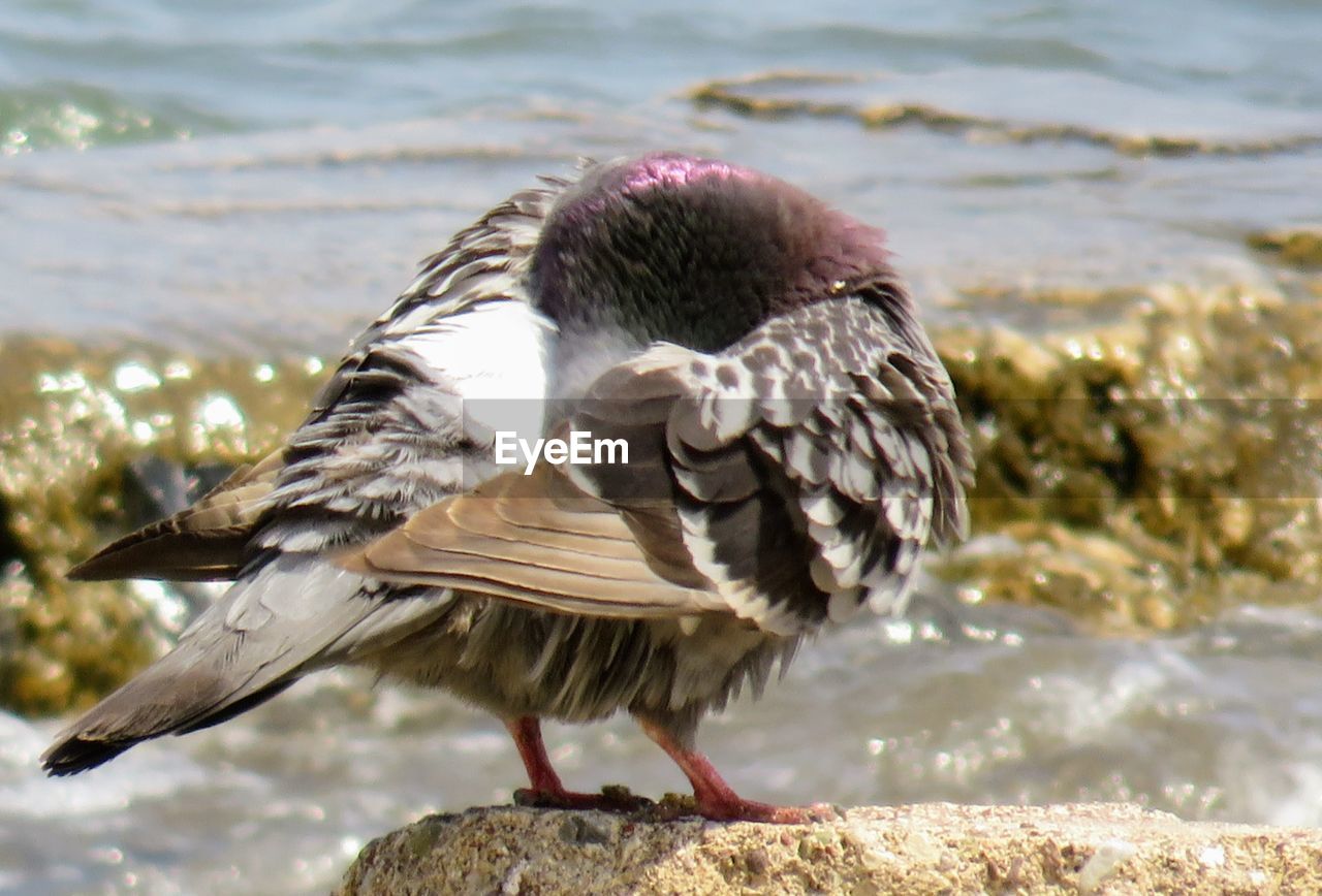 CLOSE-UP OF BIRD FLYING OVER ROCK