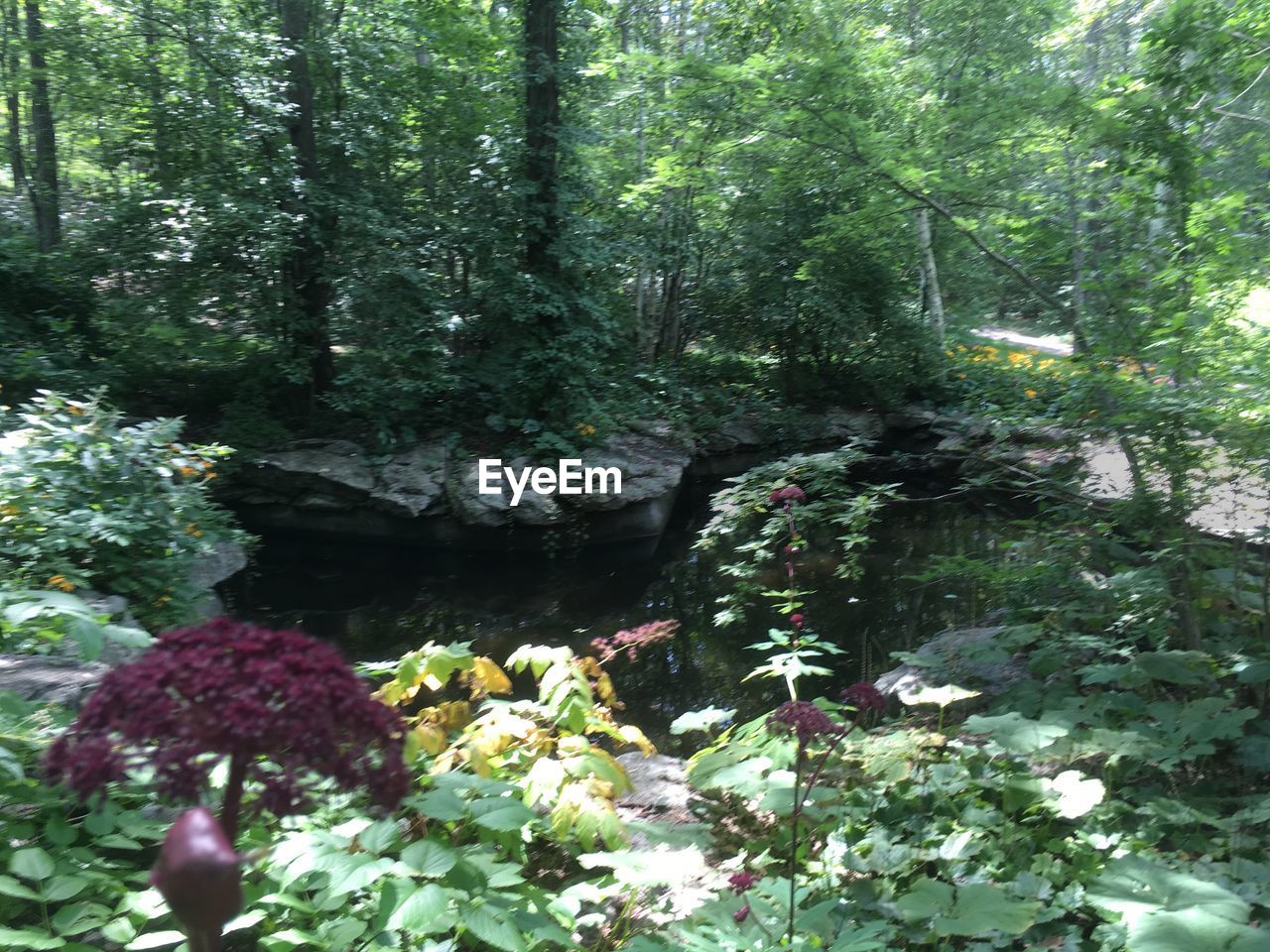 SCENIC VIEW OF WATERFALL AMIDST TREES