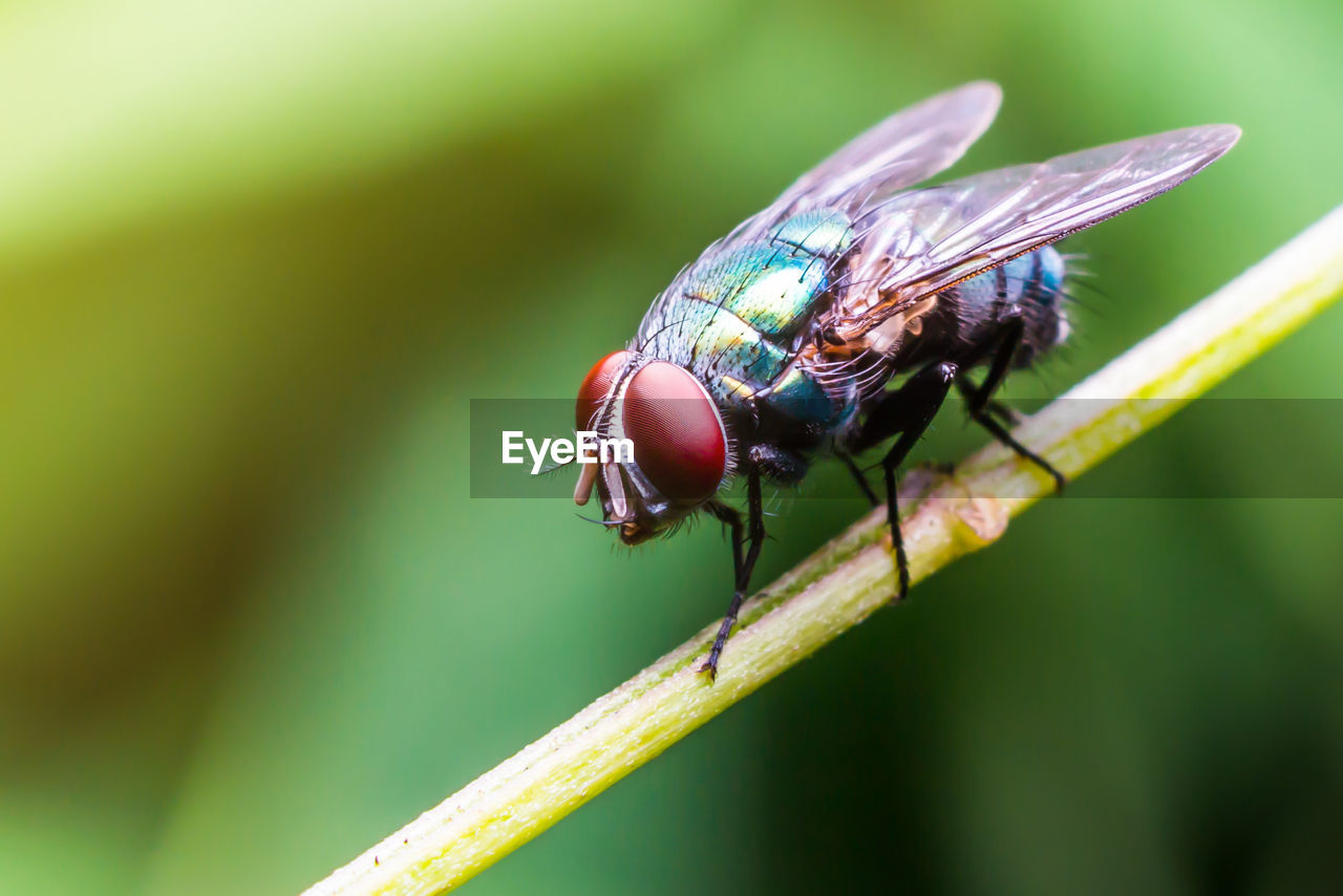 CLOSE-UP OF FLY ON STEM