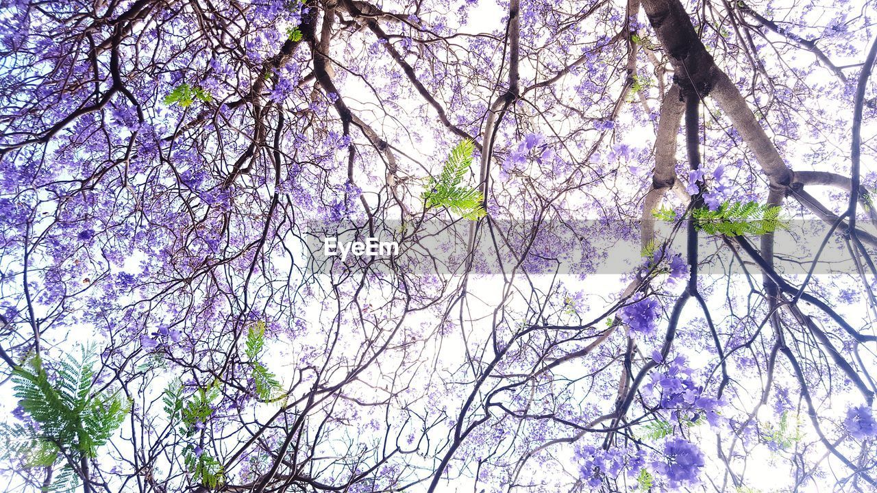 LOW ANGLE VIEW OF CHERRY BLOSSOM AGAINST SKY