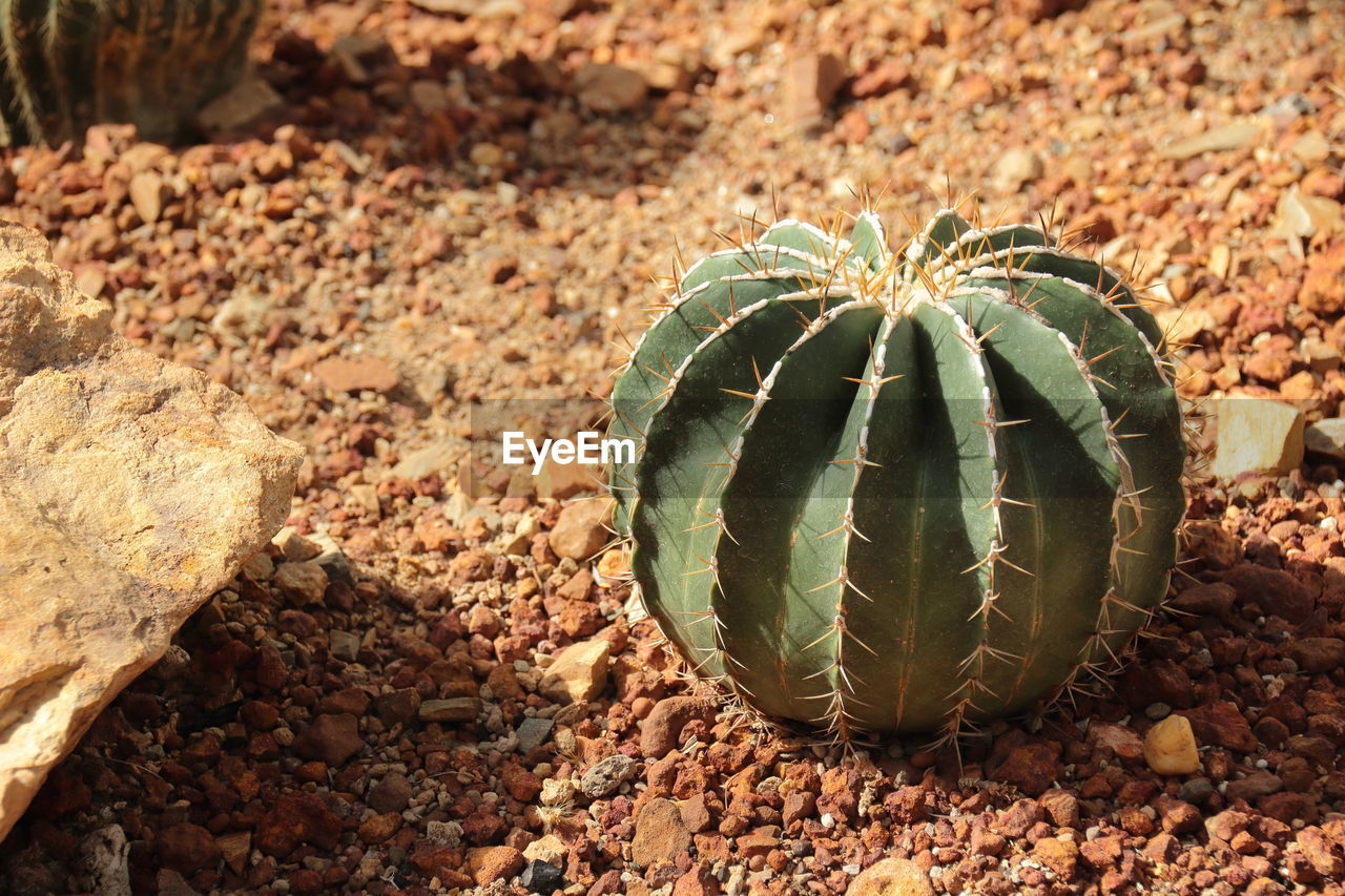 HIGH ANGLE VIEW OF SUCCULENT PLANTS ON FIELD