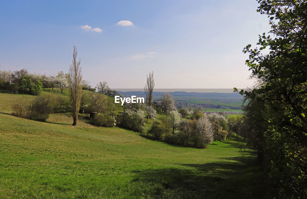 SCENIC VIEW OF TREES ON FIELD AGAINST SKY