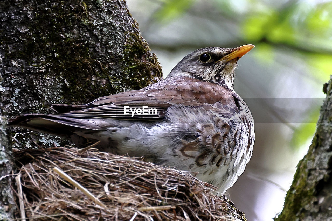 Fieldfare female on the nest