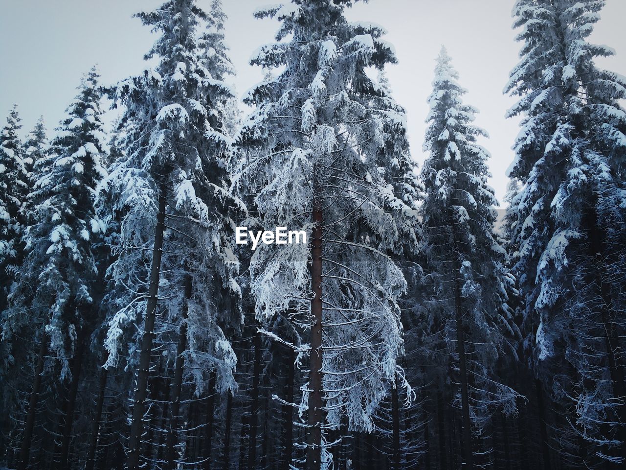 Frozen trees in forest during winter