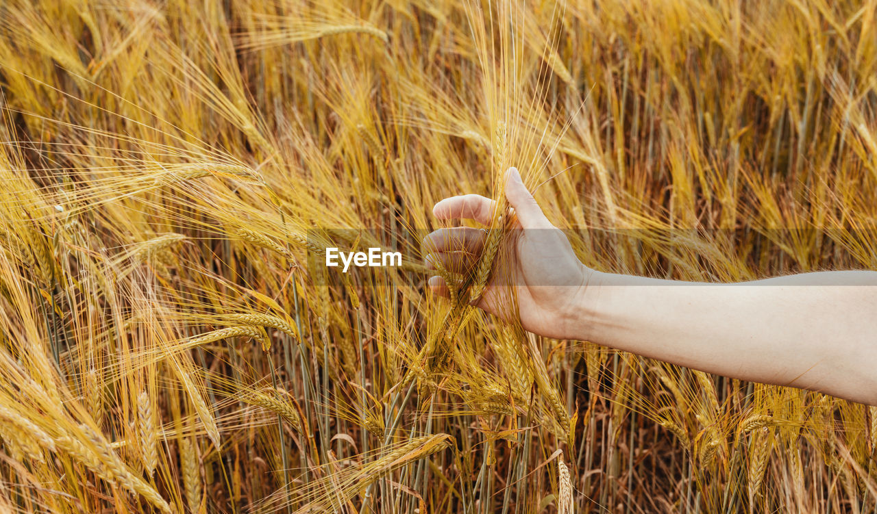plant, field, hand, agriculture, land, nature, one person, wheat, crop, cereal plant, food, grass, adult, rural scene, growth, day, food grain, landscape, outdoors, farm, women, rye, close-up