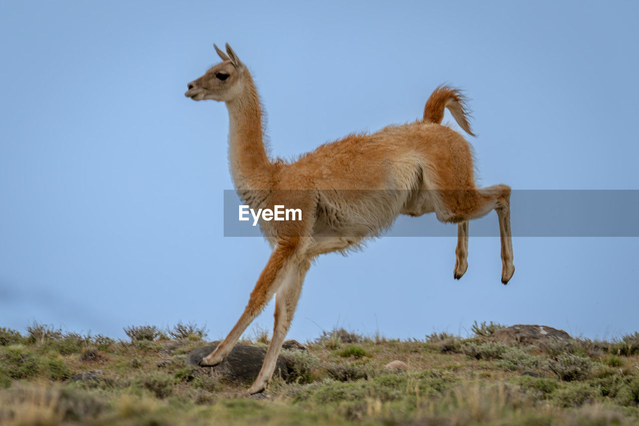 animal themes, animal, mammal, animal wildlife, wildlife, one animal, no people, full length, nature, sky, side view, domestic animals, standing, day, clear sky, outdoors, grass, plant, landscape, blue