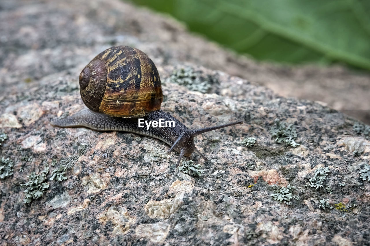 CLOSE-UP OF SNAIL ON ROCK OUTDOORS