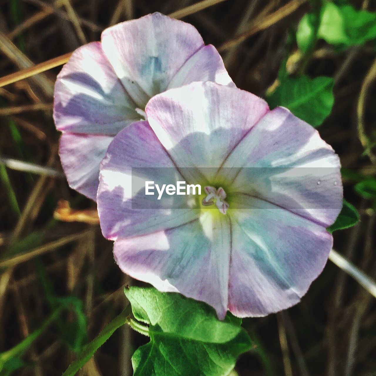 Close-up of purple flowers