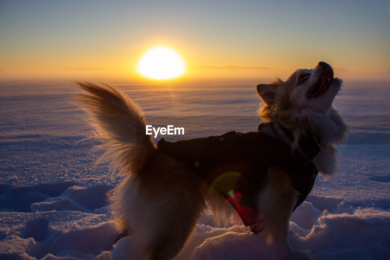 Dog on frozen lake