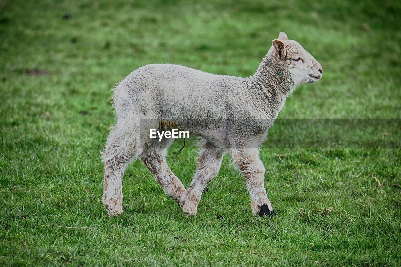 Side view of a lamb in field