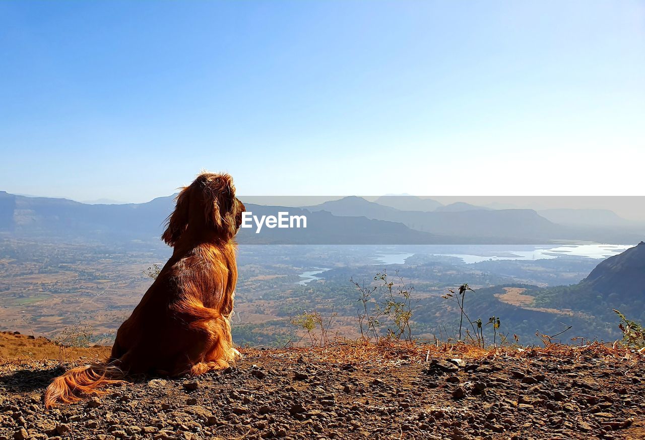 Dog sitting on mountain against sky