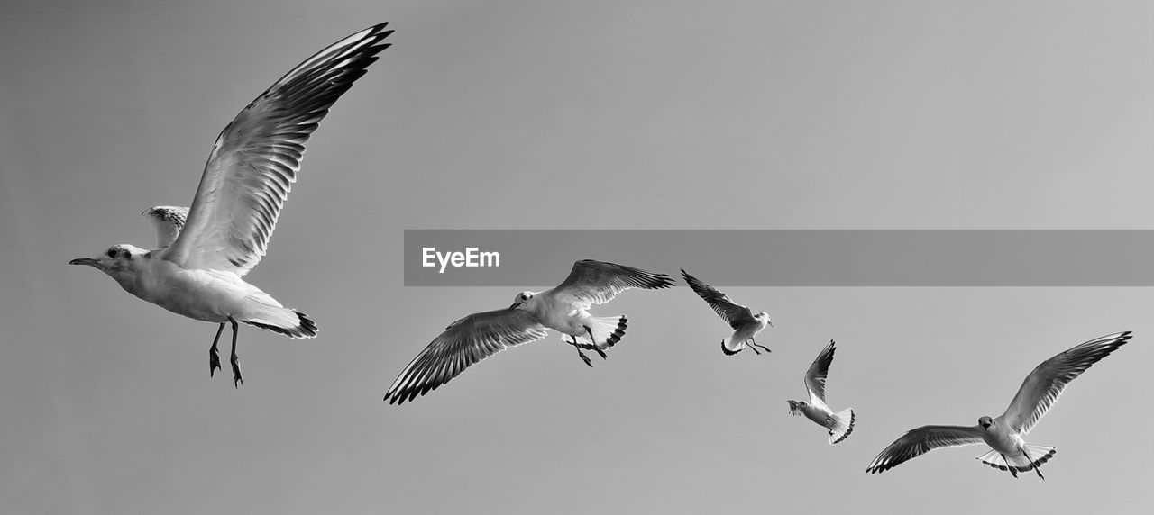 animal themes, animal, bird, animal wildlife, wildlife, flying, group of animals, spread wings, mid-air, nature, no people, gull, animal body part, wing, black and white, motion, monochrome, full length, seabird, sky, outdoors