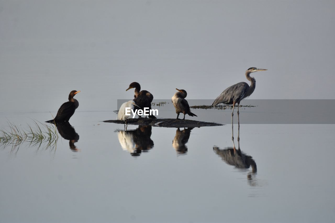 Birds on lake