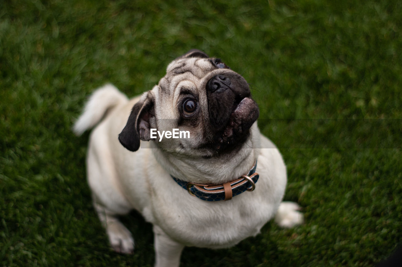 Portrait of a dog on field