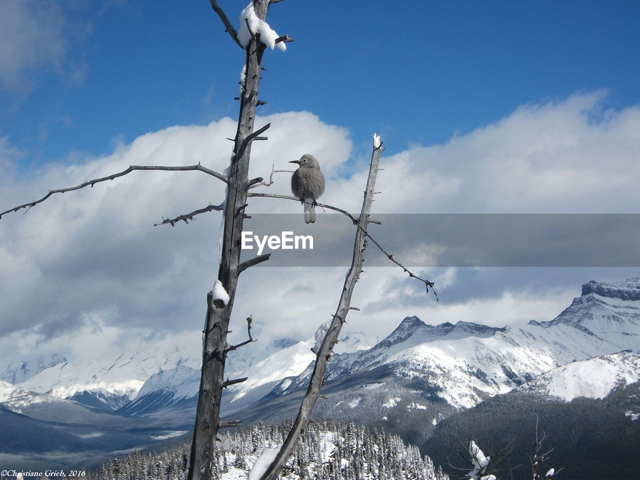 Grey jay in twig, views of lake louise from beehive summit.