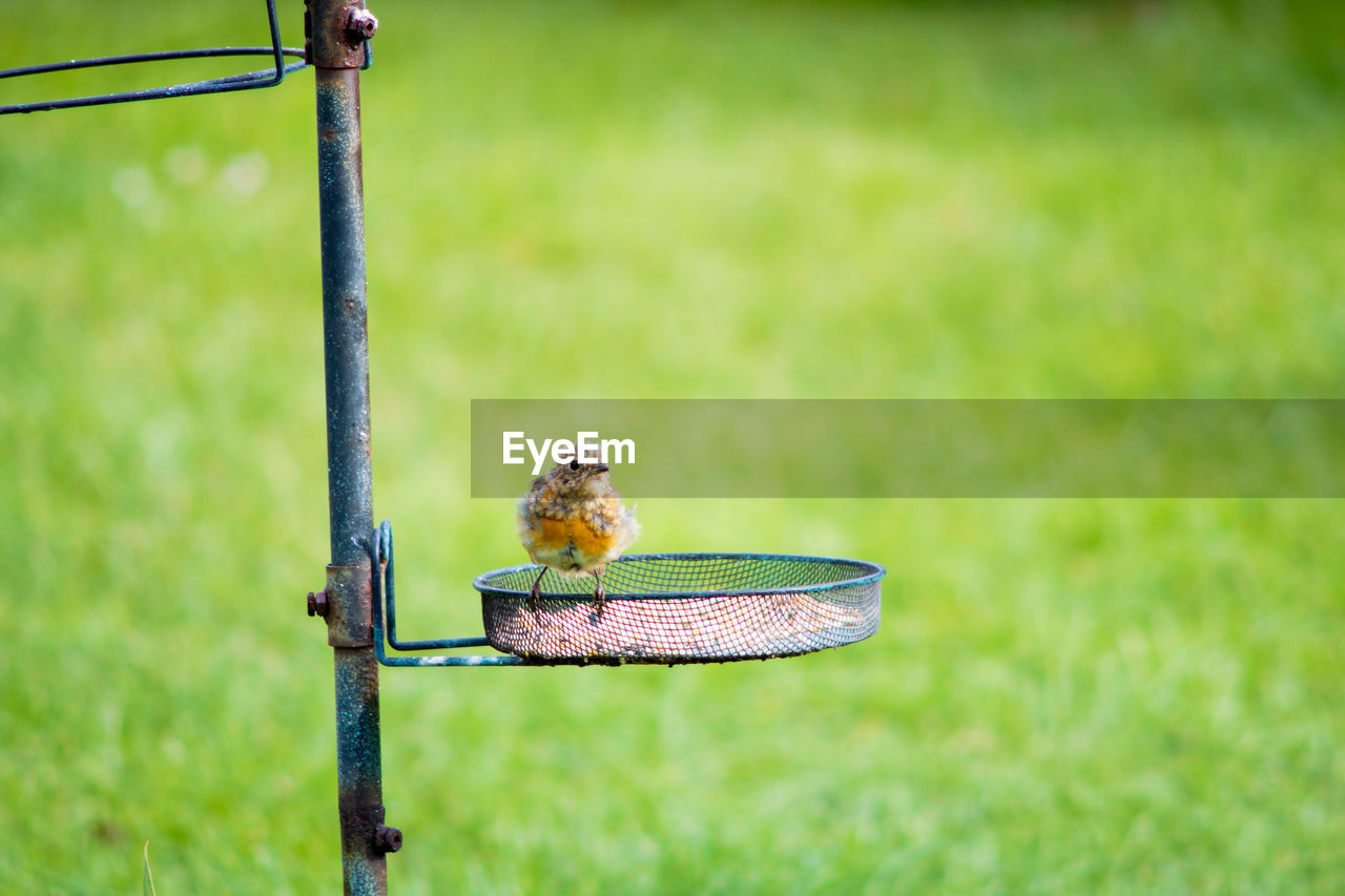 Close-up of bird perching on bird feeder