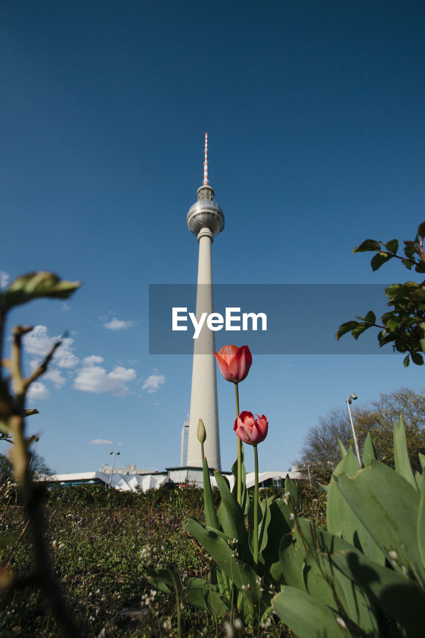 Low angle view of berlin tv tower with tulips against blue sky