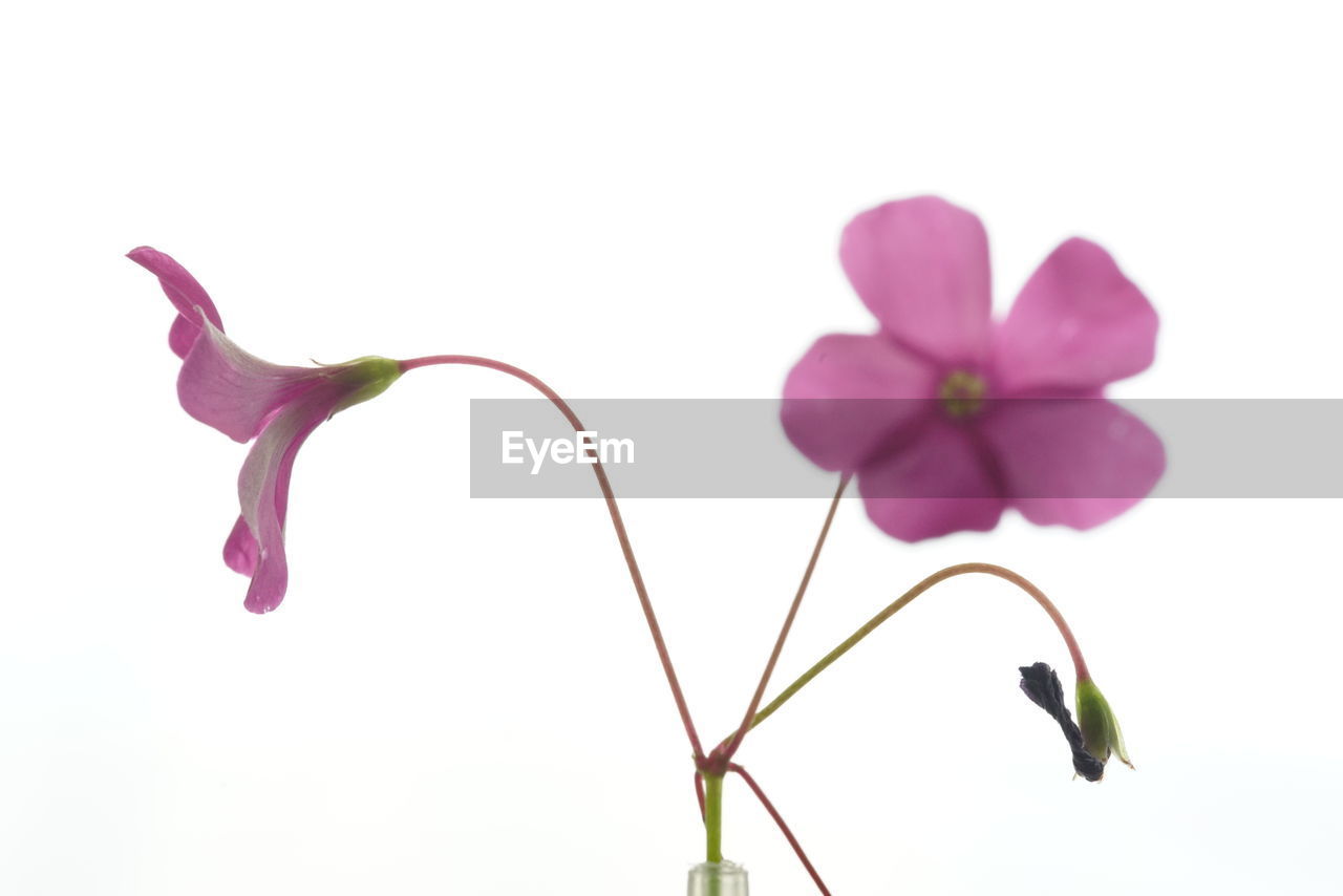 Low angle view of flowers over white background