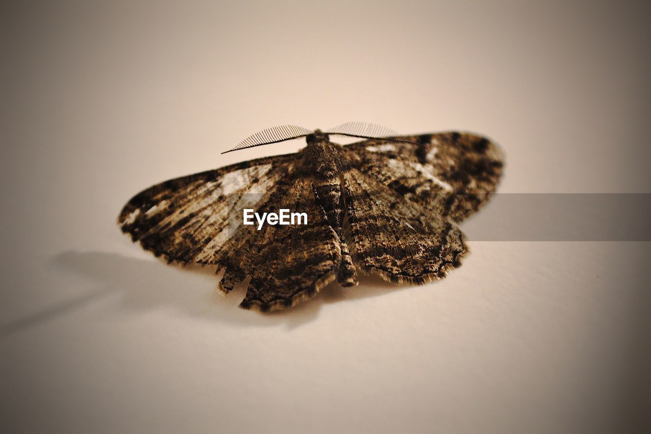 HIGH ANGLE VIEW OF BUTTERFLY OVER WHITE BACKGROUND