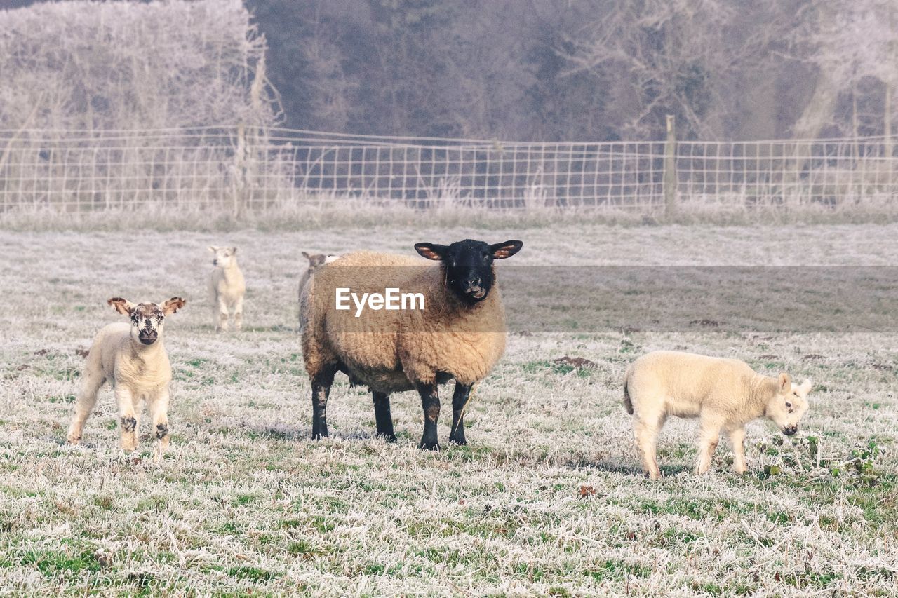 Sheep and lambs on field