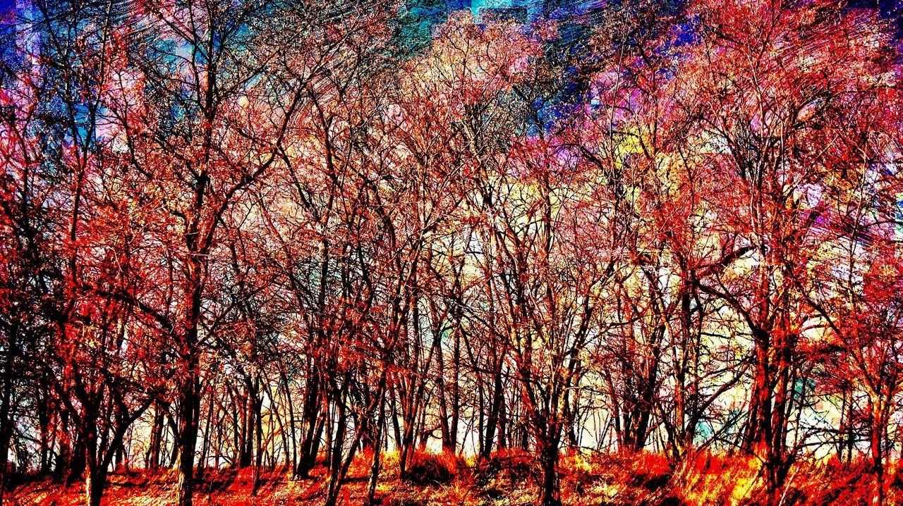 Abstract forest