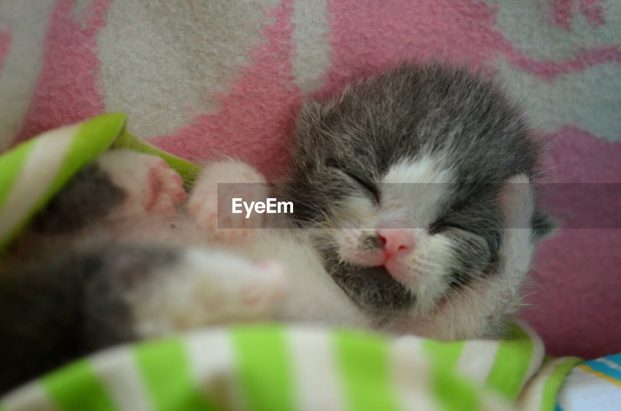 CLOSE-UP OF CAT SLEEPING ON CARPET