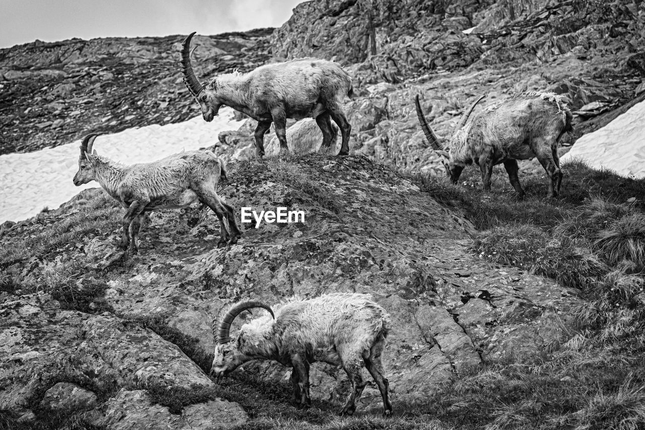 Group of ibex in the alps