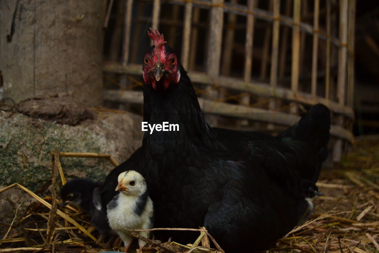 View of hen and her chicks on the ground