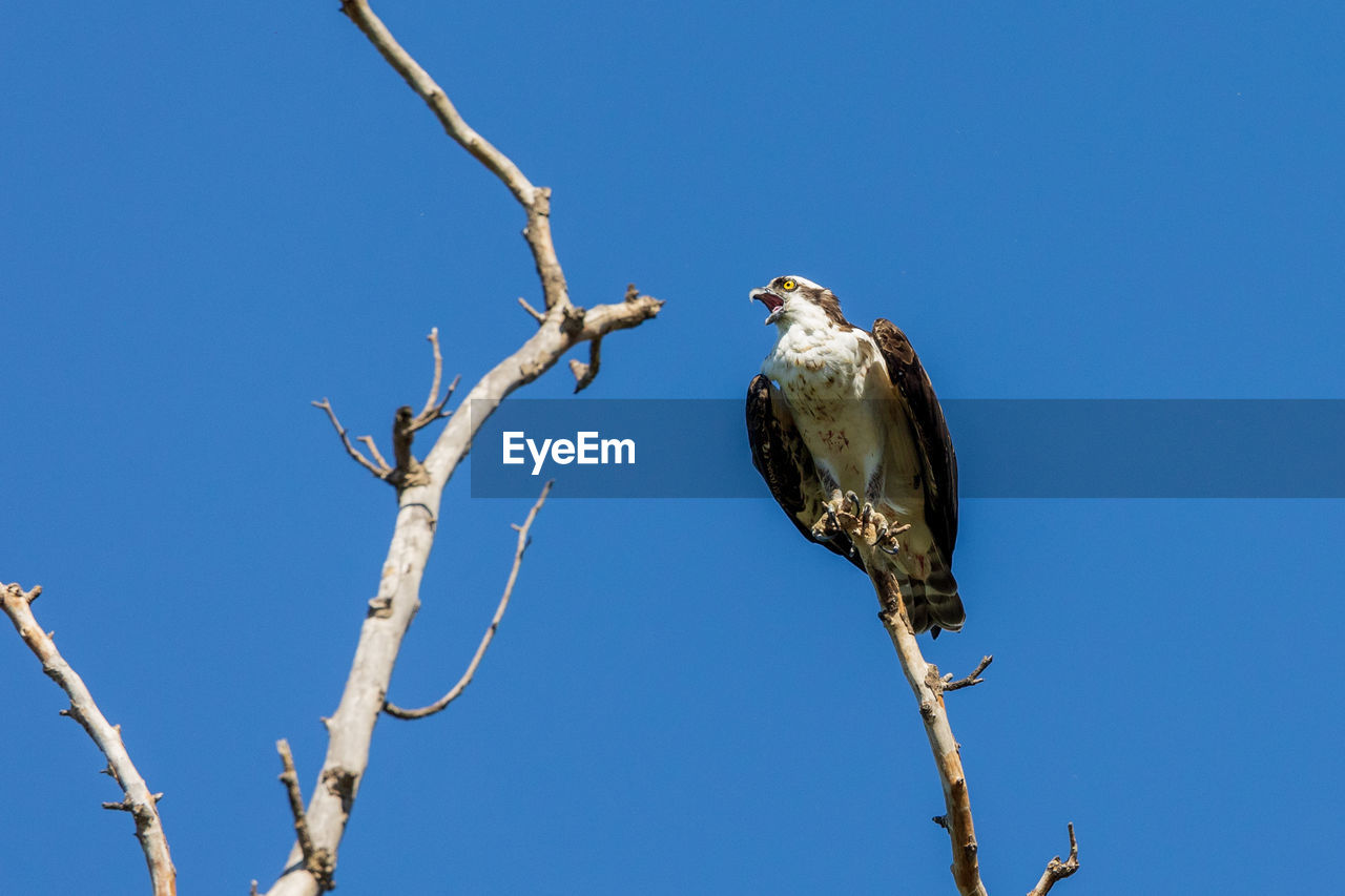 animal, animal themes, animal wildlife, bird, wildlife, perching, branch, sky, clear sky, tree, blue, nature, no people, one animal, bird of prey, plant, sunny, low angle view, bare tree, day, outdoors, beauty in nature, hawk