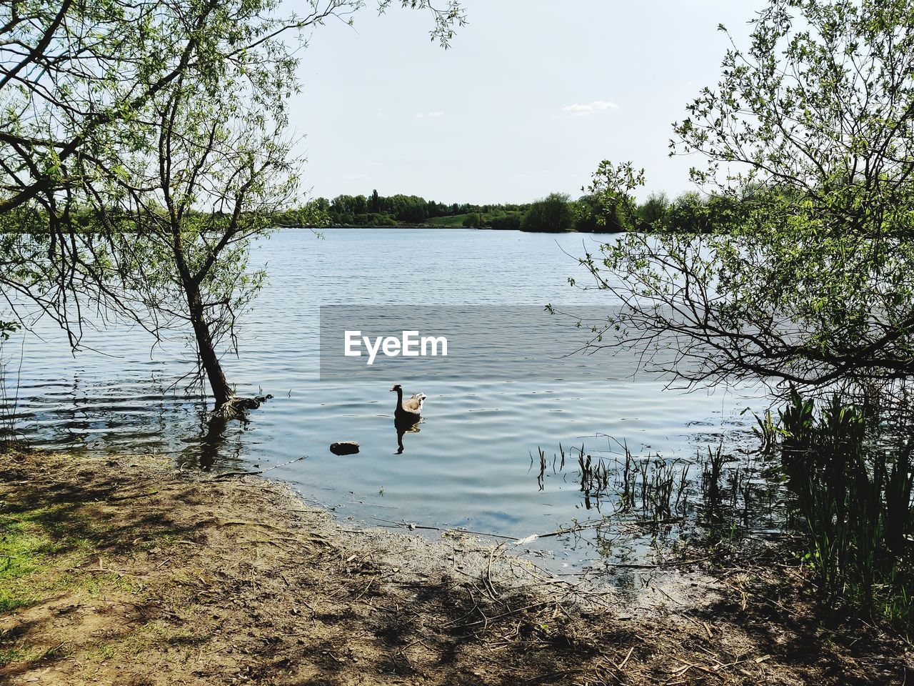 DUCKS SWIMMING IN LAKE