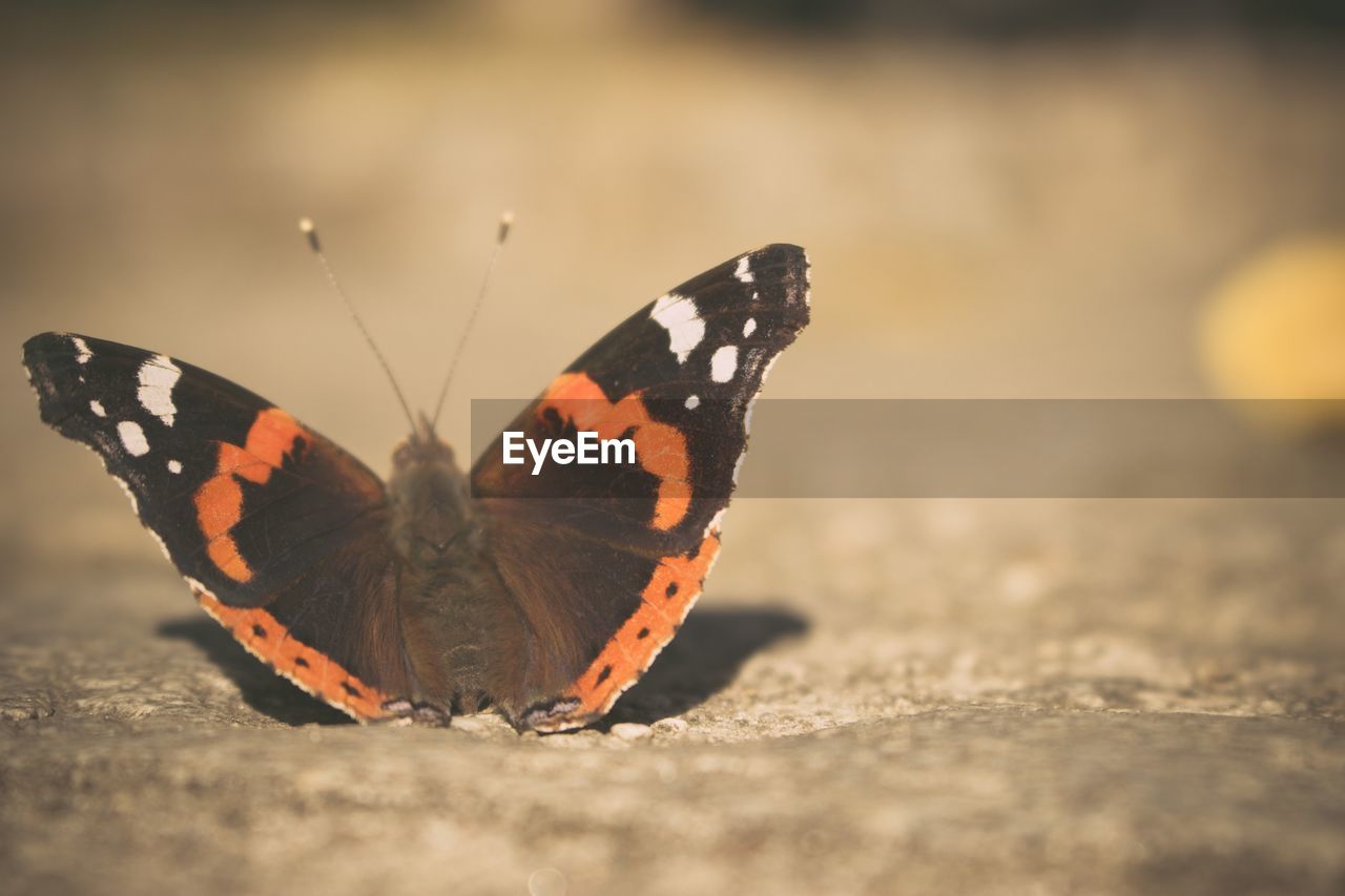 Close-up of butterfly