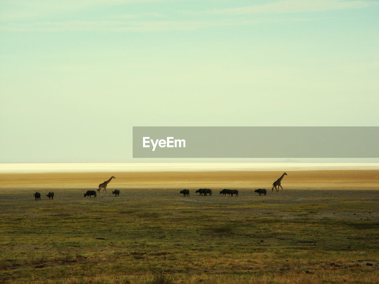 Buffalos and giraffes on field against sky