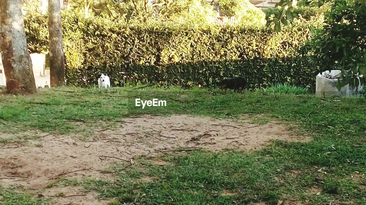 VIEW OF SHEEP ON FIELD