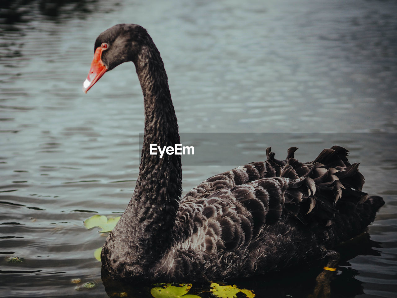 Black swan