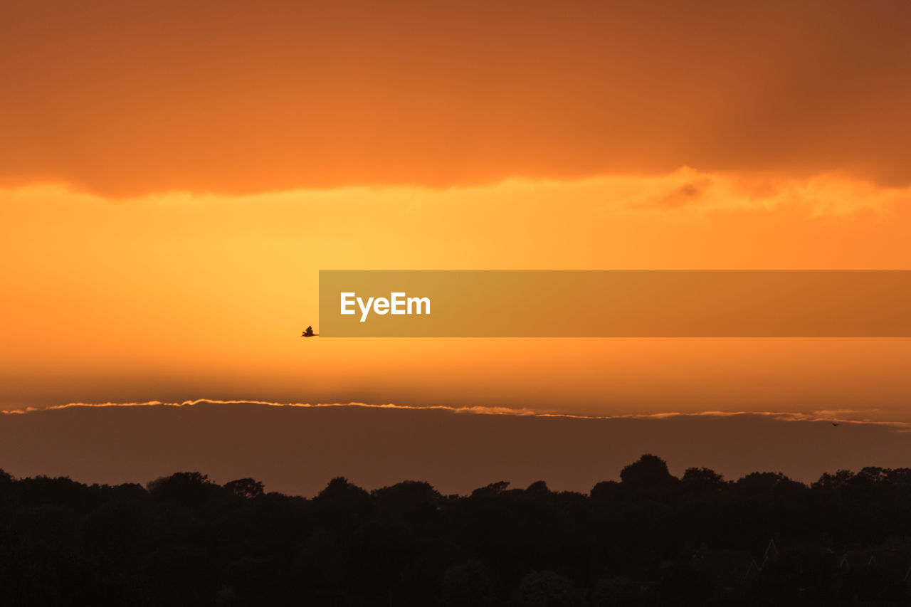 Scenic view of bird  flying through orange sunset sky