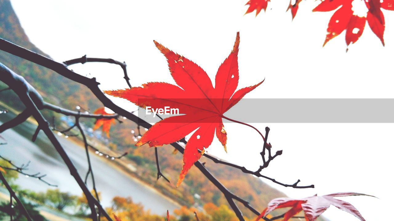 CLOSE-UP OF RED LEAVES