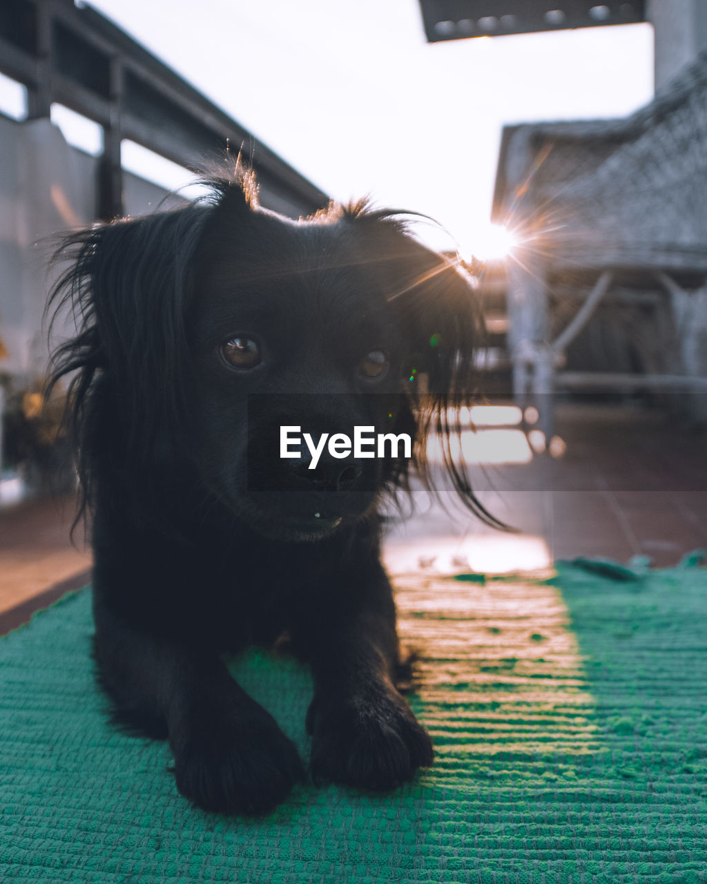 PORTRAIT OF BLACK DOG RELAXING ON FLOOR IN HOUSE