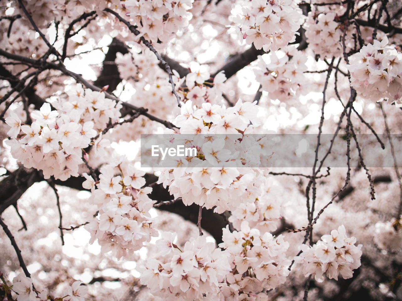 Close-up of cherry blossoms in spring