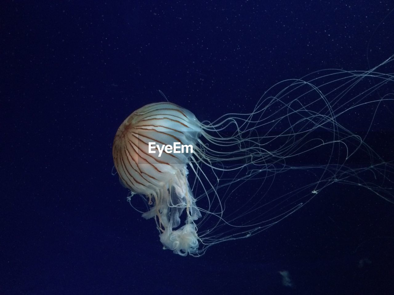 Close-up of jellyfish against black background