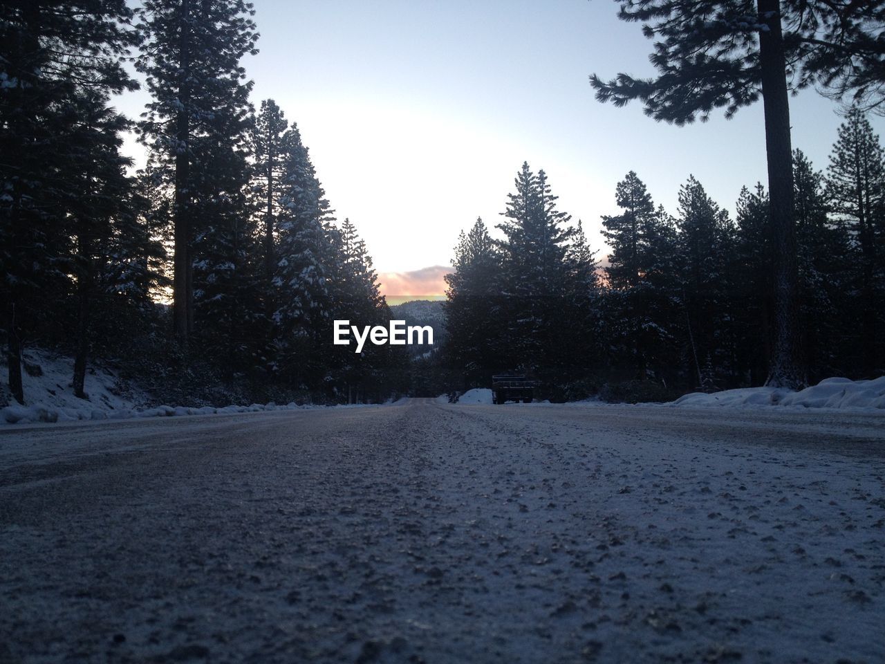 TREES ON SNOW COVERED LANDSCAPE