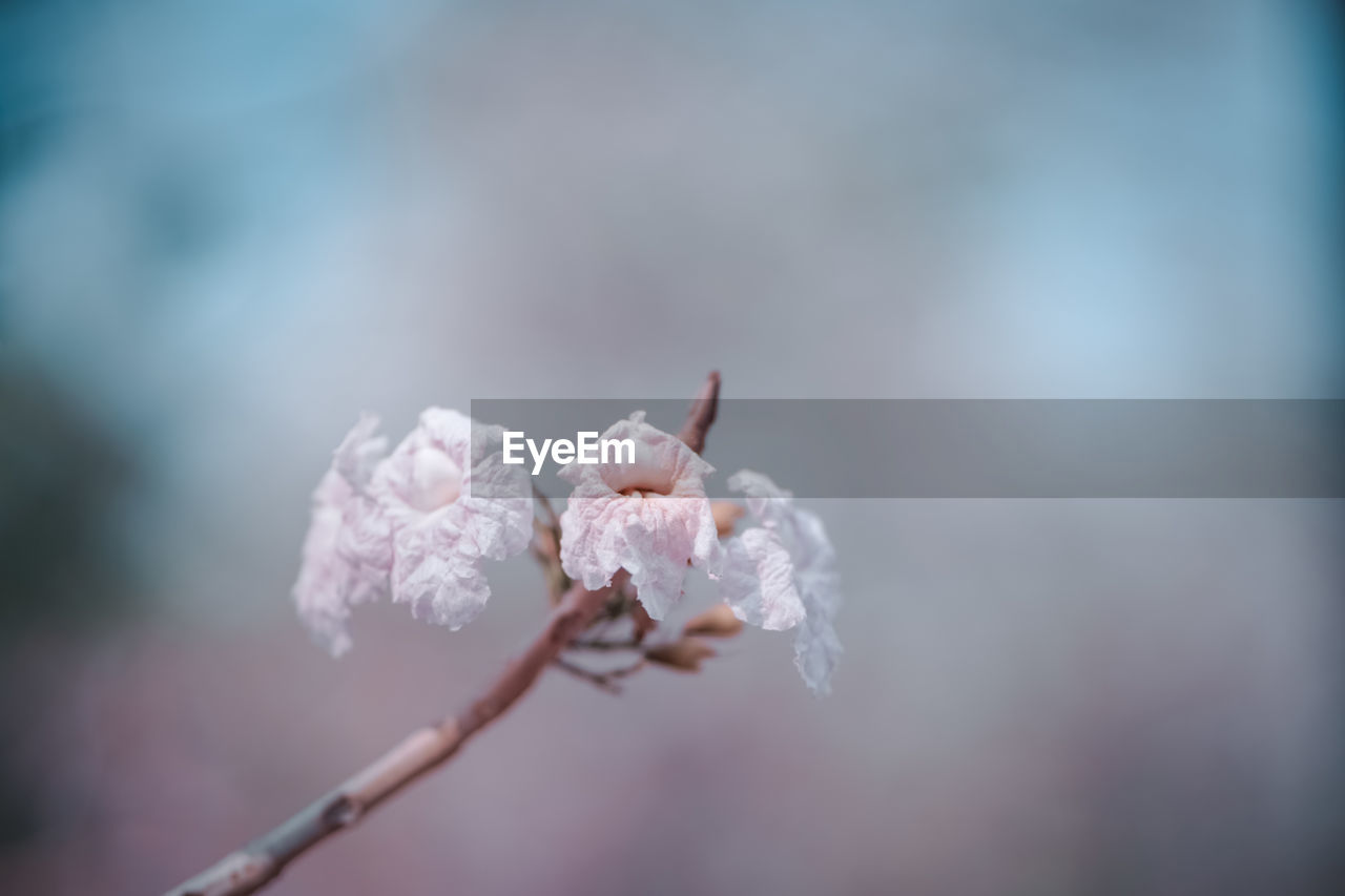 Close-up of pink cherry blossom