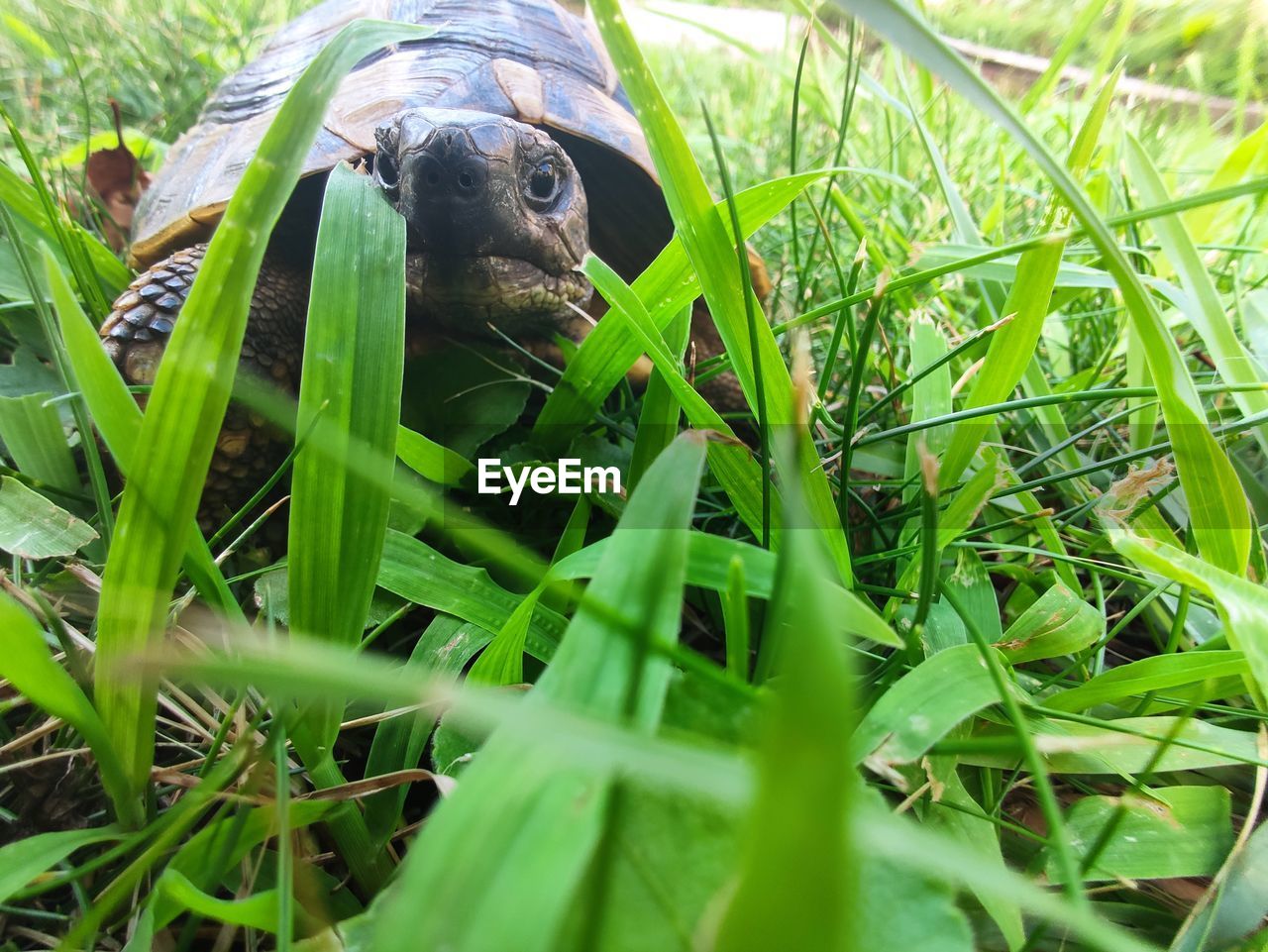 CLOSE-UP OF TURTLE ON GRASS