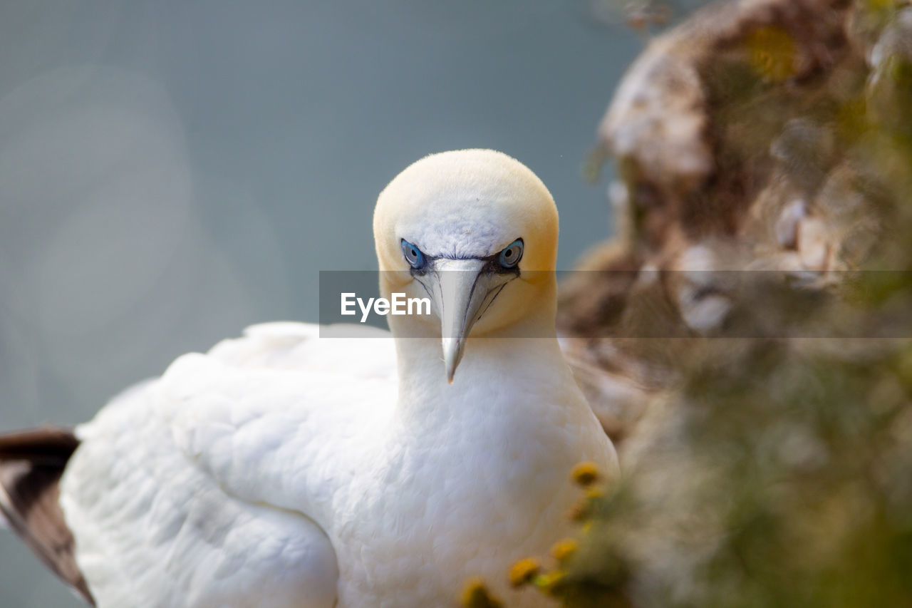 Northern garnet sat on its nest at bempton cliffs north yorkshire,uk