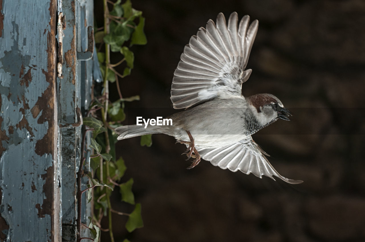 CLOSE-UP OF A BIRD