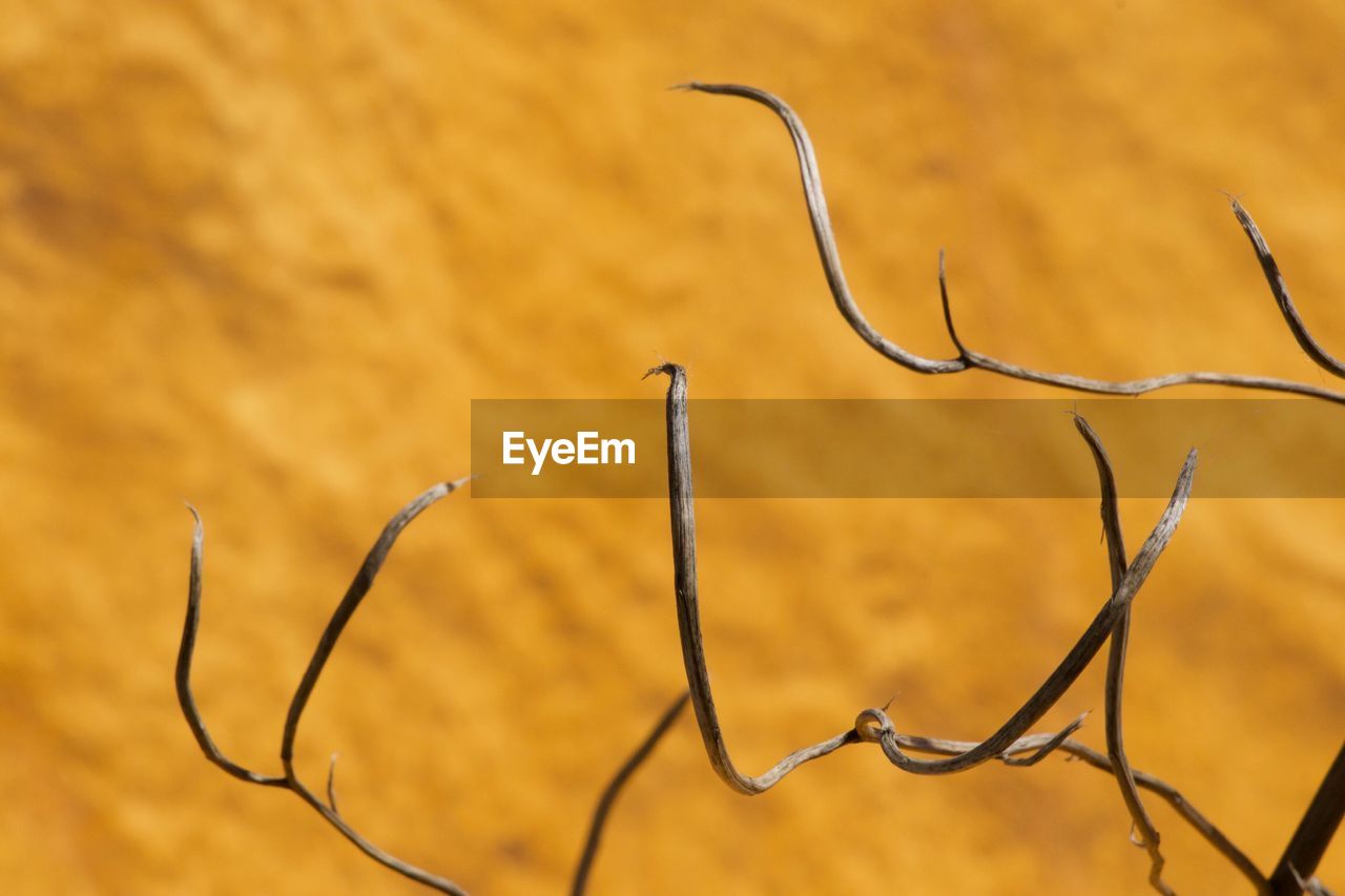 Close-up of dry plant during sunset