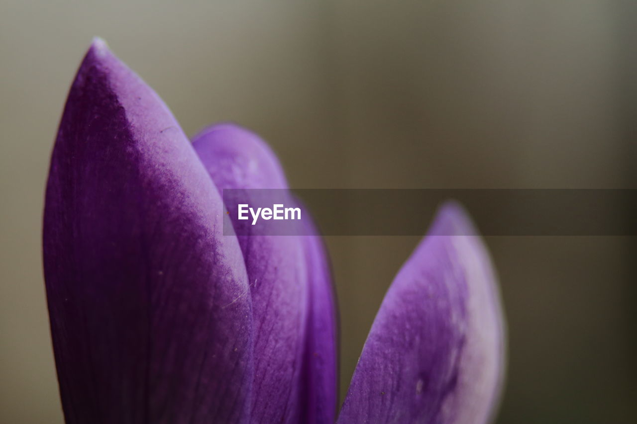 CLOSE-UP OF CROCUS AGAINST BLURRED BACKGROUND